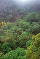  forêt relique 